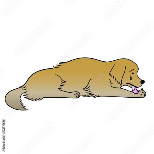 Golden Retriever licking his own hand