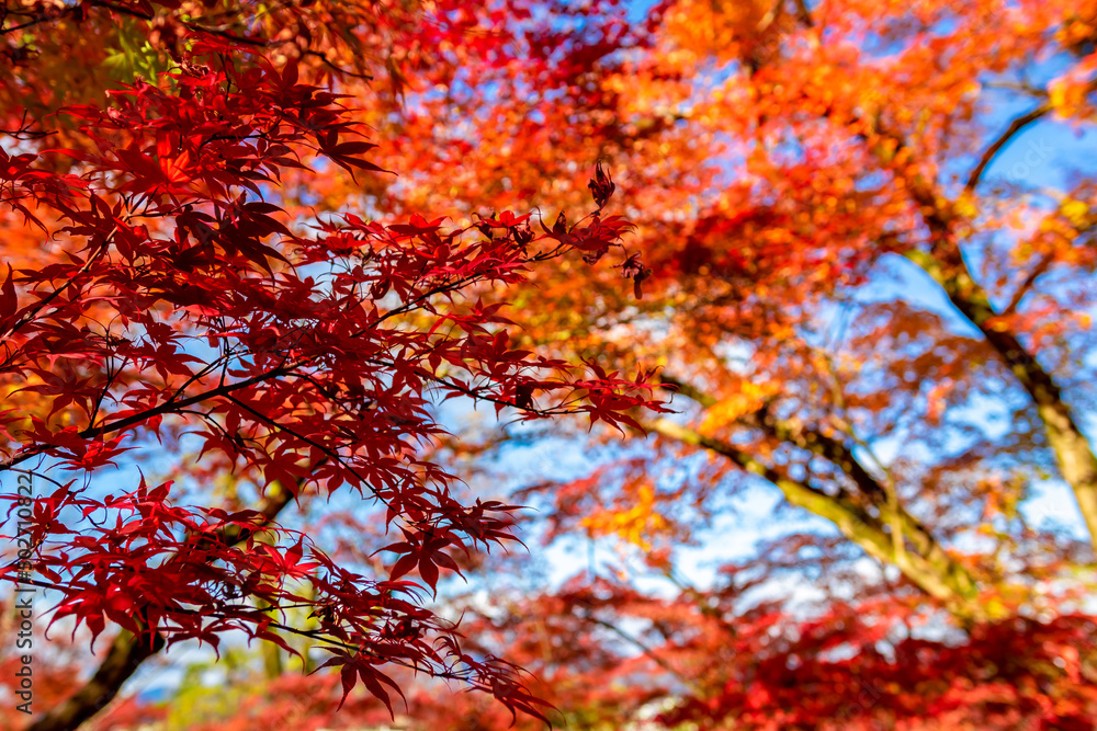 京都の永観堂（禅林寺）で見た、色鮮やかな紅葉の木々と快晴の青空