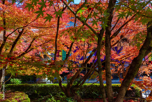 京都の永観堂（禅林寺）で見た、色鮮やかな紅葉の木々