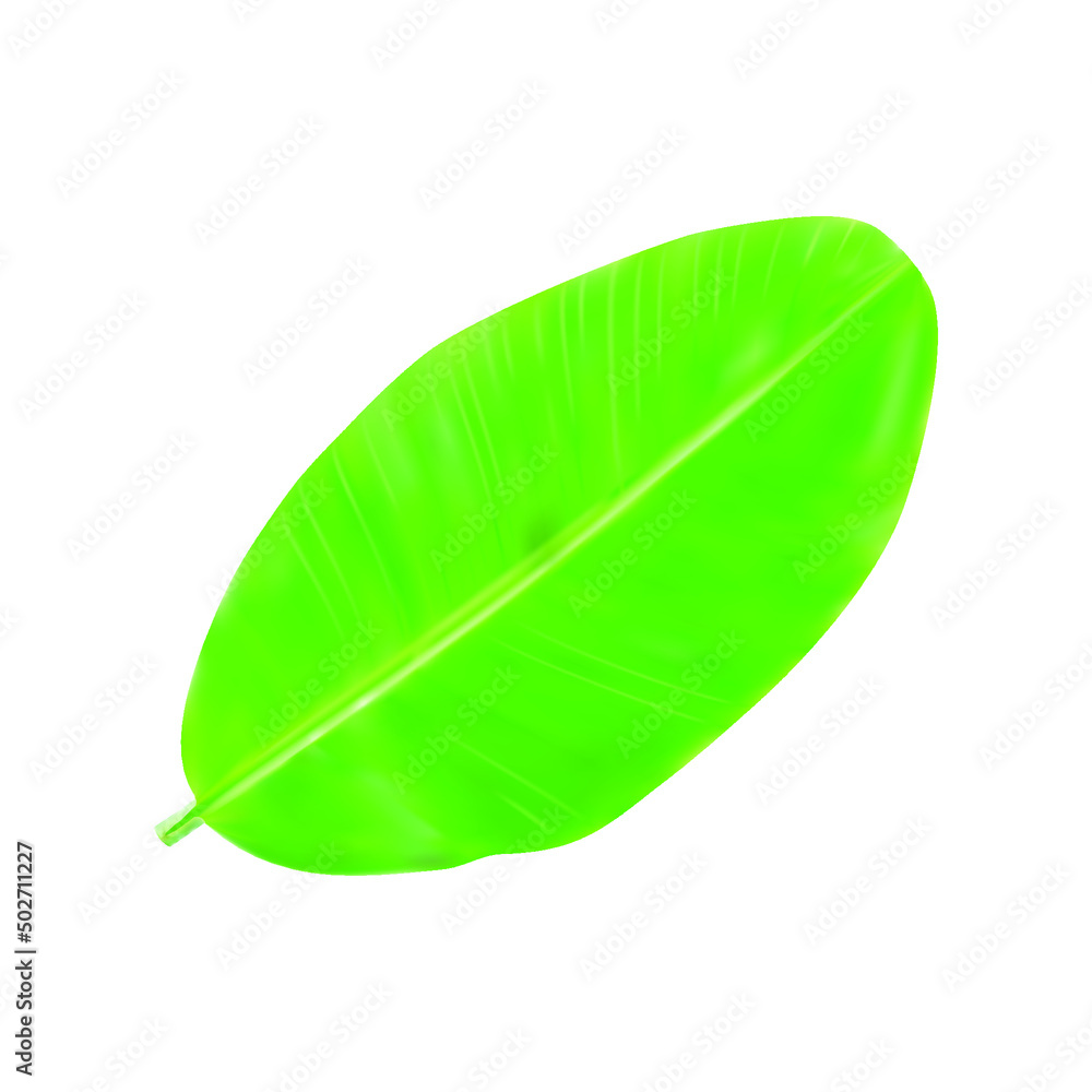 Fototapeta premium realistic banana leaf vector illustration isolated on white background.