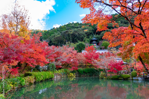 京都の永観堂（禅林寺）で見た、放生池の周りに広がる真っ赤な紅葉と青空