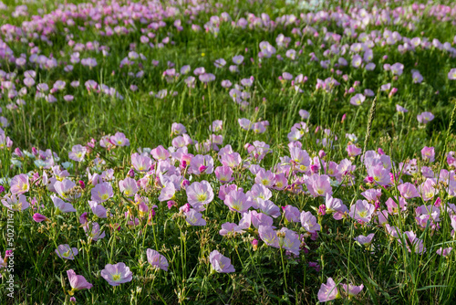 field of purple and white flowers