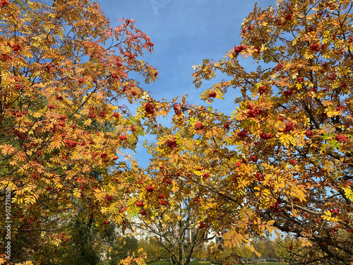 Wallpaper Mural image of many ashberry at dry sunny day Torontodigital.ca