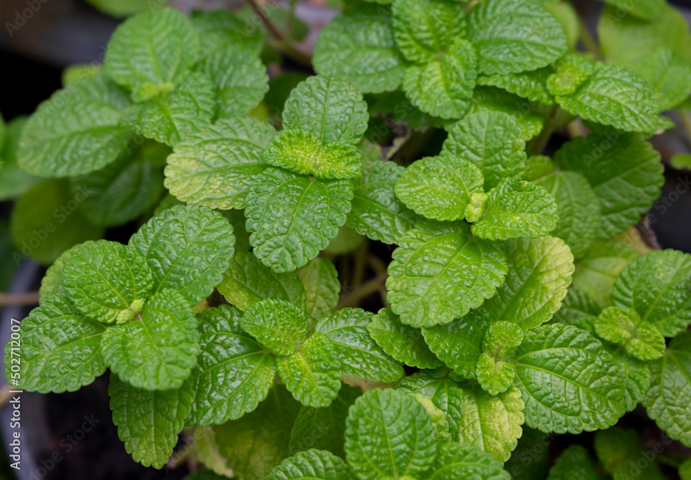 Natural green backgrounds of fresh spearmint leaves in the herbal garden. An organic fresh herb. Natural green backgrounds of fresh spearmint leaves in the herbal garden. An organic fresh herb.