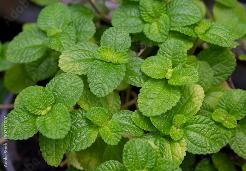 Natural green backgrounds of fresh spearmint leaves in the herbal garden. An organic fresh herb.
