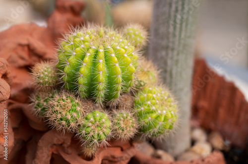 A clumping of Echinopsis cactus, green-yellow succulent plants with round-shaped stems on a terracotta pot in the rock garden.