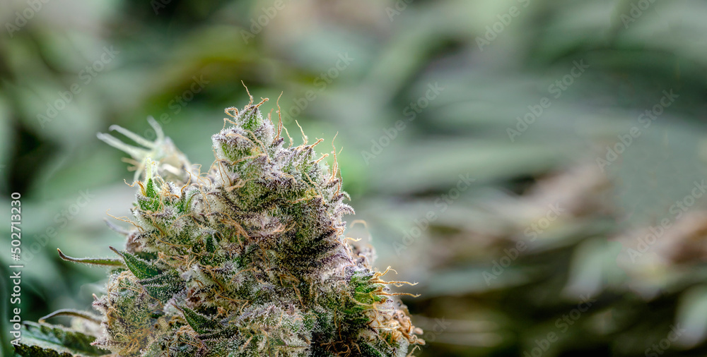 crystal spoil on cannabis marijuana flower and THC and CBD chemical crystal spoil on cannabis marijuana flower and THC and CBD chemical