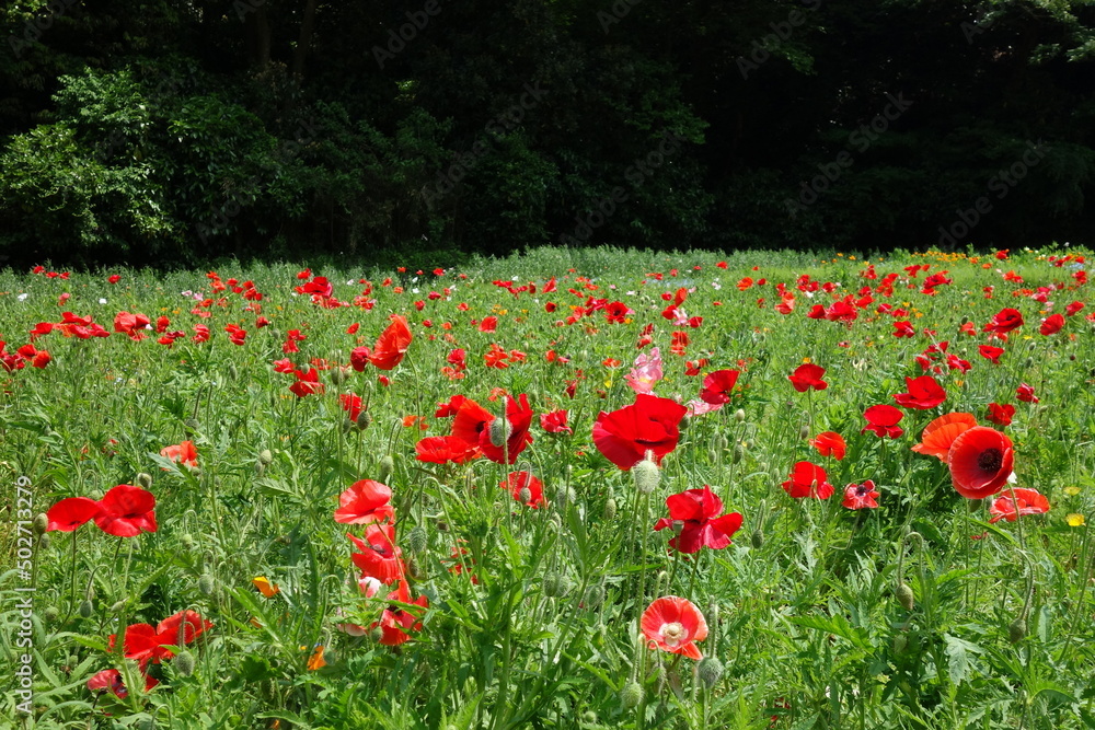 colorful flower garden