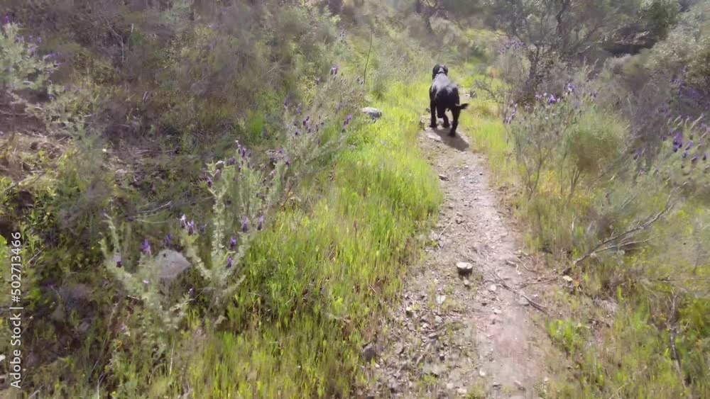 A huge black dog carrying a stick in its mouth is walking on a small path in the Spanish mountains. Flowers and plants along the small path. Giant Schnauzer dog in the countryside in Europe. A huge black dog carrying a stick in its mouth is walking on a small path in the Spanish mountains. Flowers and plants along the small path. Giant Schnauzer dog in the countryside in Europe.