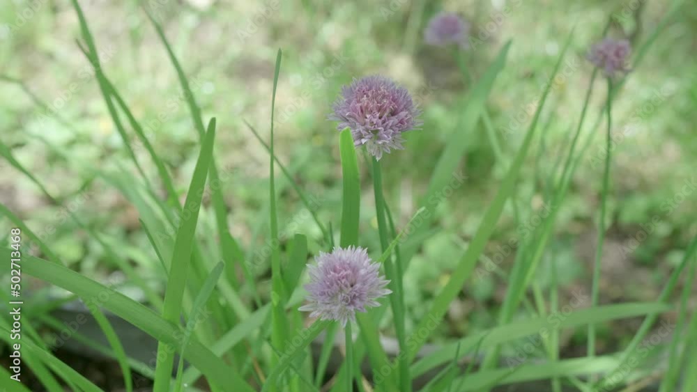 Flowers Of Chive Garlic In Slight Breeze, Dolly In Flowers Of Chive Garlic In Slight Breeze, Dolly In