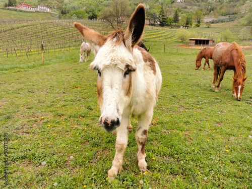 Little funny mule or donkey with some horses in the background in a farm