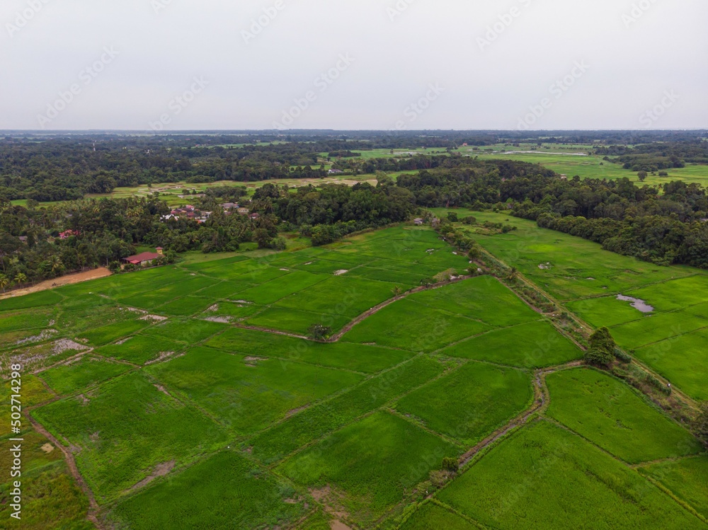 Aerial drone view of green paddy field in Kota Bharu, Kelantan, Malaysia Aerial drone view of green paddy field in Kota Bharu, Kelantan, Malaysia