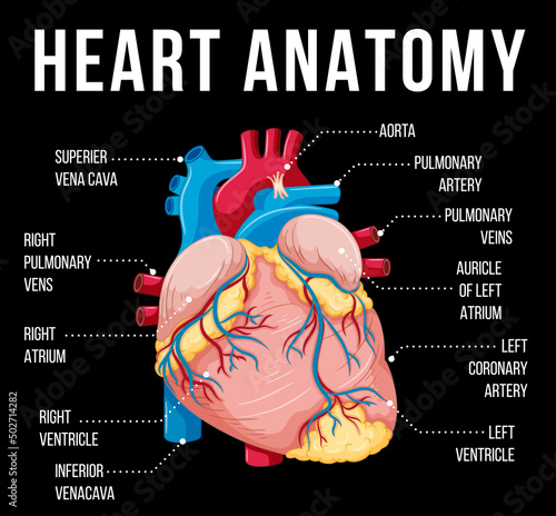 Human internal organ with heart