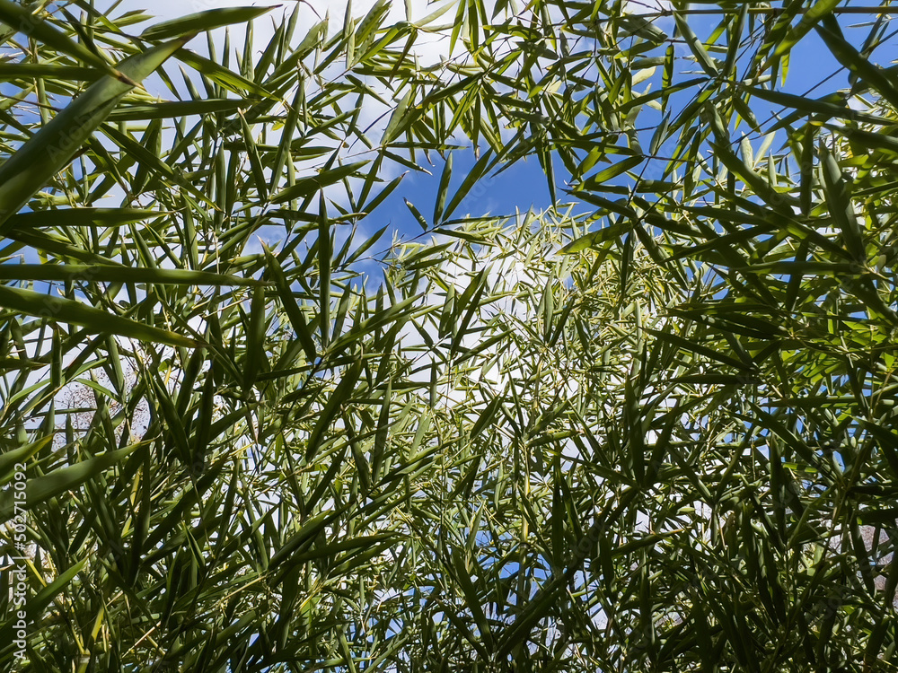Naklejka premium Green bamboo tree branches against blue sky