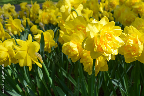 Fototapeta Naklejka Na Ścianę i Meble -  Daffodil flower bed. Yellow spring flowers to a garden