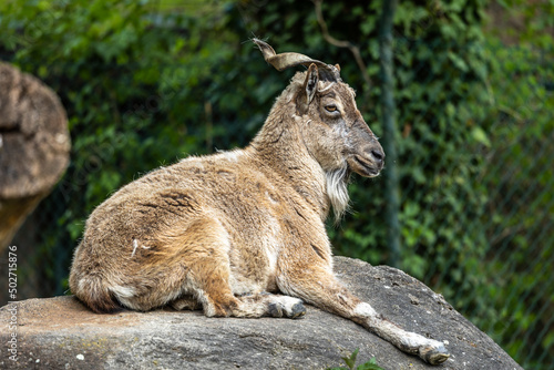 Turkmenian markhor, Capra falconeri heptneri stand on rocks