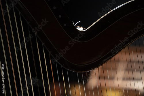 Fototapeta harp strings detail close up isolated on black