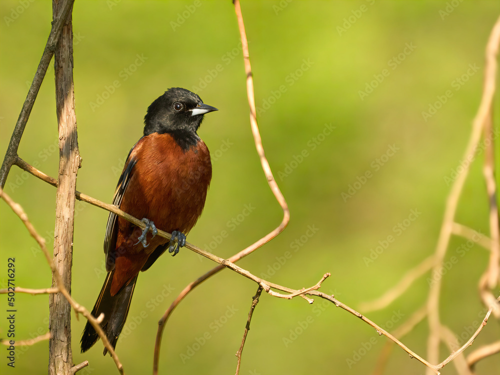 Orchard Oriole small orange bird on a branch Orchard Oriole small orange bird on a branch