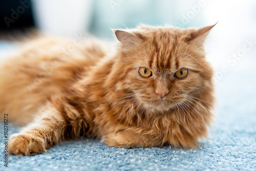 A large fluffy red cat lies beautifully on the floor in the interior of apartment, looks attentively with large yellow eyes