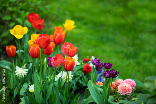 wiosenne kompozycje kwiatowe w ogrodzie, tulipany, narcyze, hiacynty i jaskry na tle soczystej zieleni