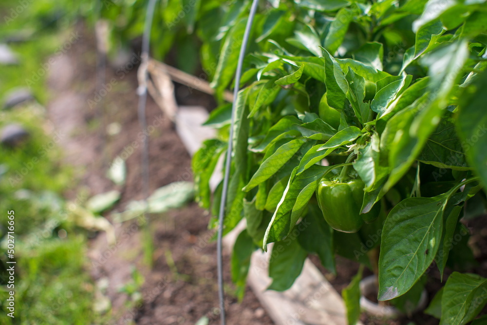 Green pepper in summer season. Agricultural beds. Growing vegetables and fruits.