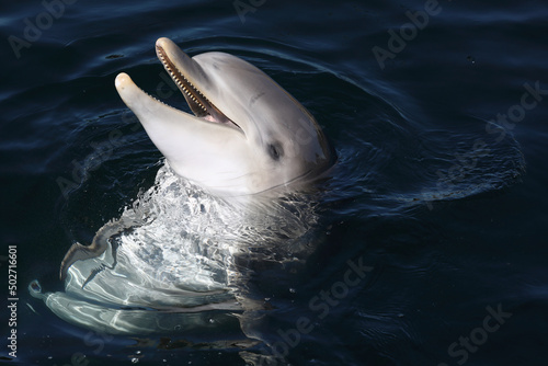 Billede på lærred A Common Bottlenose Dolphin being playful