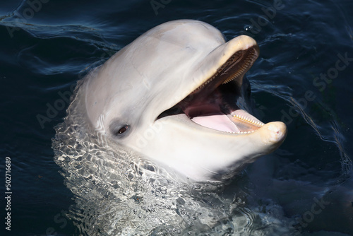 A Common Bottlenose Dolphin being playful
