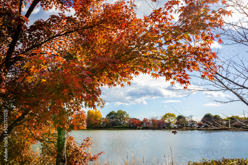 京都の大覚寺・大沢池のほとりで見た、真っ赤な紅葉と快晴の青空