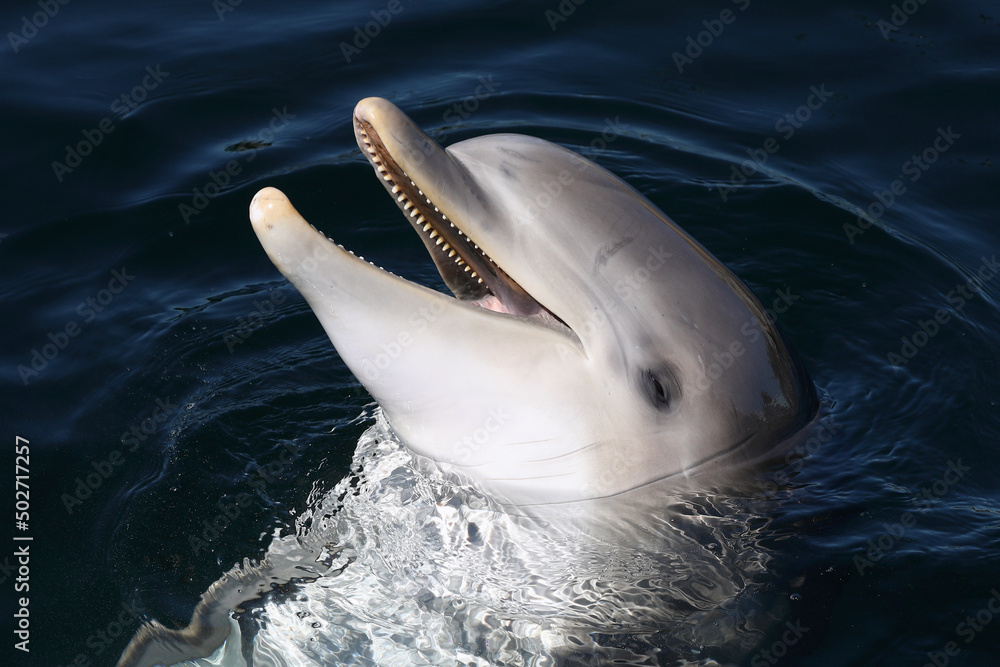 Fototapeta premium A Common Bottlenose Dolphin being playful