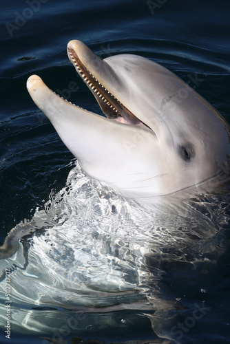 Fotobehang A Common Bottlenose Dolphin being playful