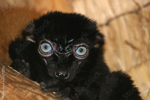 Принти на полотні A portrait of a male Blue-eyed Black Lemur
