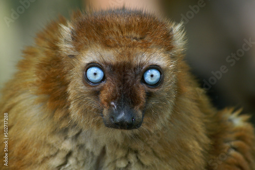A portrait of a female Blue-eyed Black Lemur

