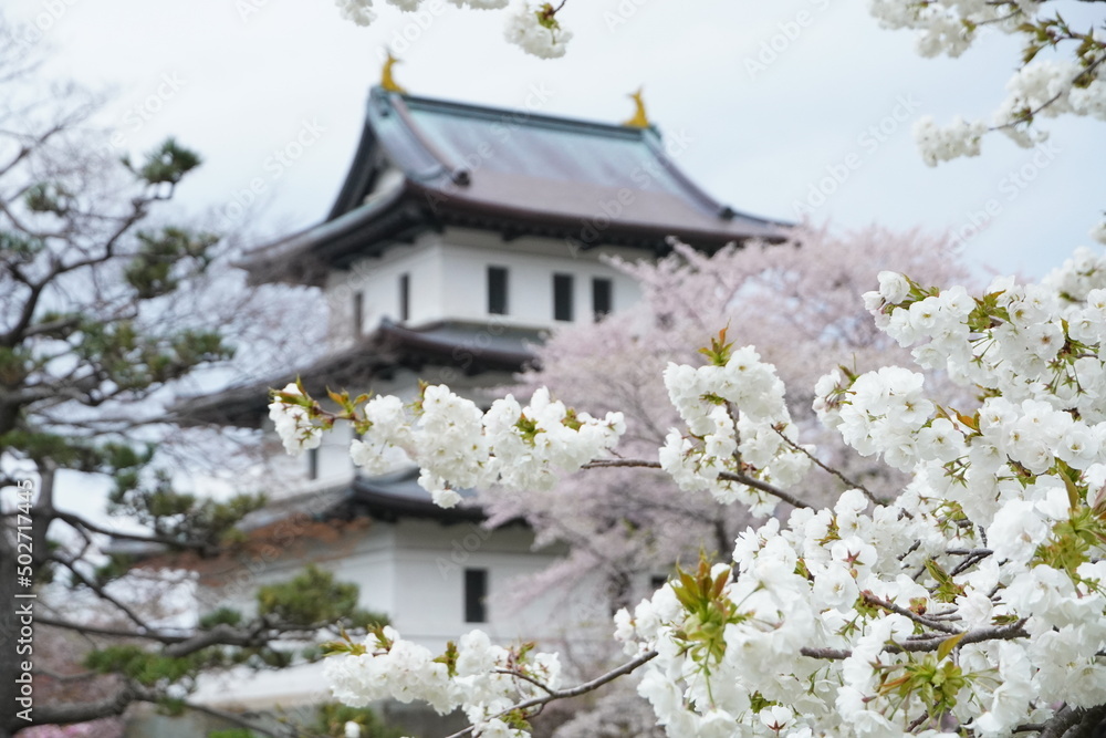 Sakura in Matsumae Park, Hokkaido Sakura in Matsumae Park, Hokkaido