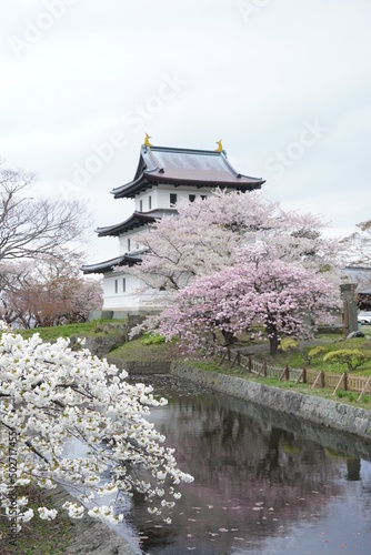 Sakura in Matsumae Park, Hokkaido photo