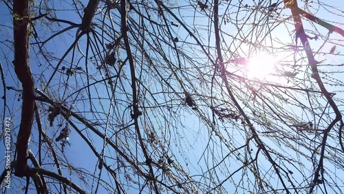 A sunny blue sky appears through green tree branches, creating a fresh and peaceful natural scene filled with light, openness, and calm outdoor atmosphere.