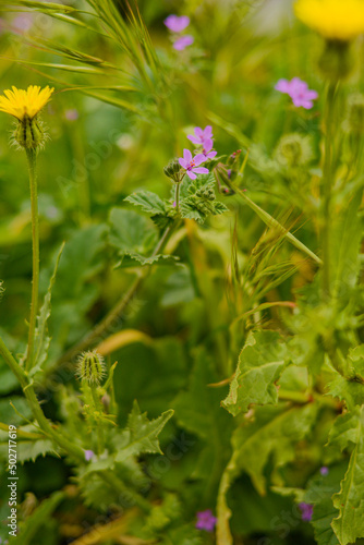  Purple and yellow flowers