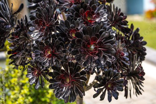 Black Rose Tree (Aeonium arboreum) photo