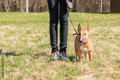 Teen age girl training her miniature bull terrier dog outdoors. puppy during obedience training outdoors, dog training school.