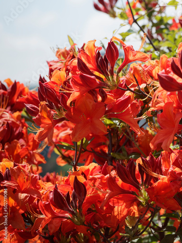  Rhododendron luteum  Die Duftazalee  Feuerwerk . Die sch  nste rote Z  chtung  Bl  tenmeer in Orange-rot hervor