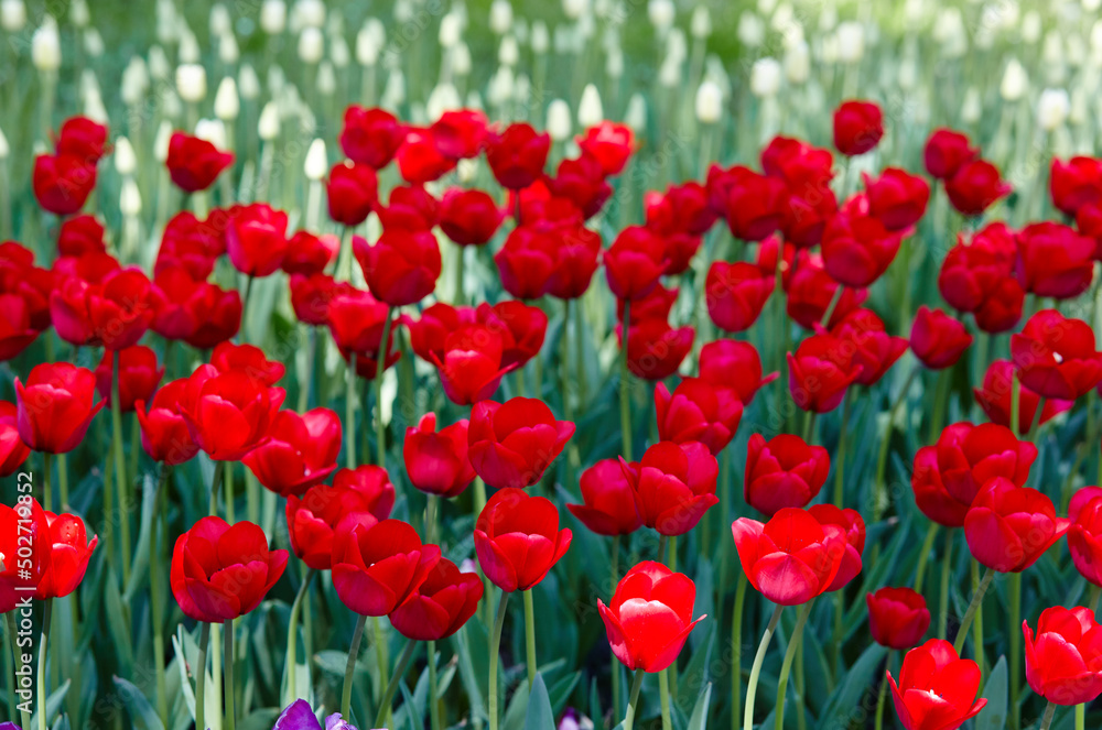 Obraz premium Beautiful tulip flowers blooming in a garden. Beauty tulip plant in the spring garden in rays of sunlight in nature. Blur background with bokeh image, selective focus