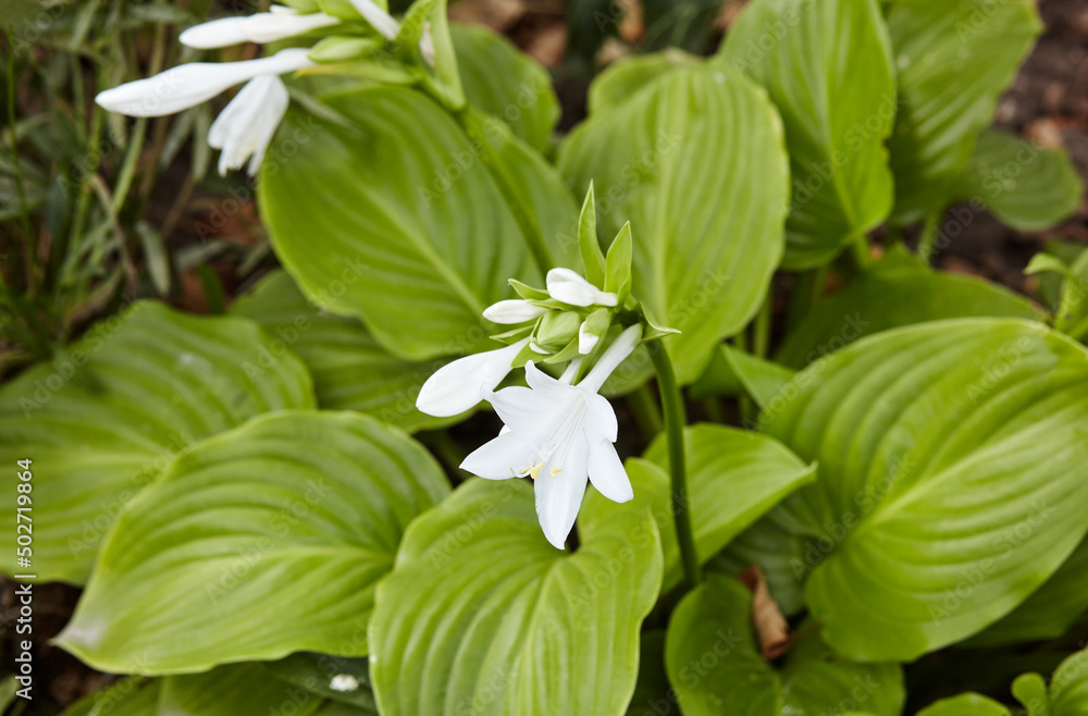 The flowering hosta bushes. Hosta - an ornamental plant for landscaping park and garden design. Family name Asparagaceae, Scientific name Hosta plantaginea The flowering hosta bushes. Hosta - an ornamental plant for landscaping park and garden design. Family name Asparagaceae, Scientific name Hosta plantaginea