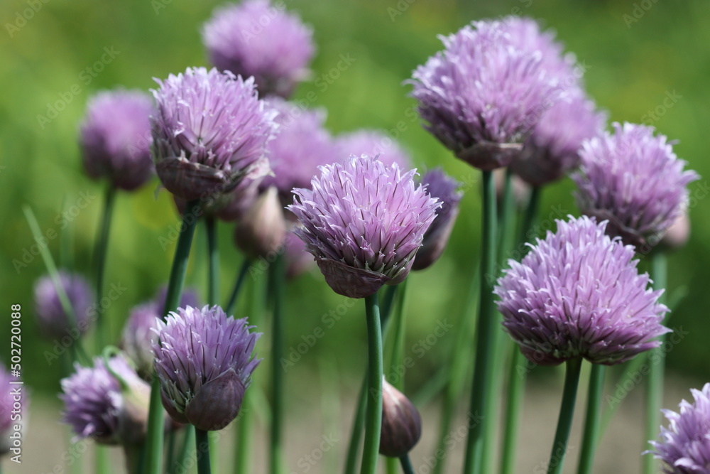 Purple Allium (monocotyledonous). Purple Allium (monocotyledonous).