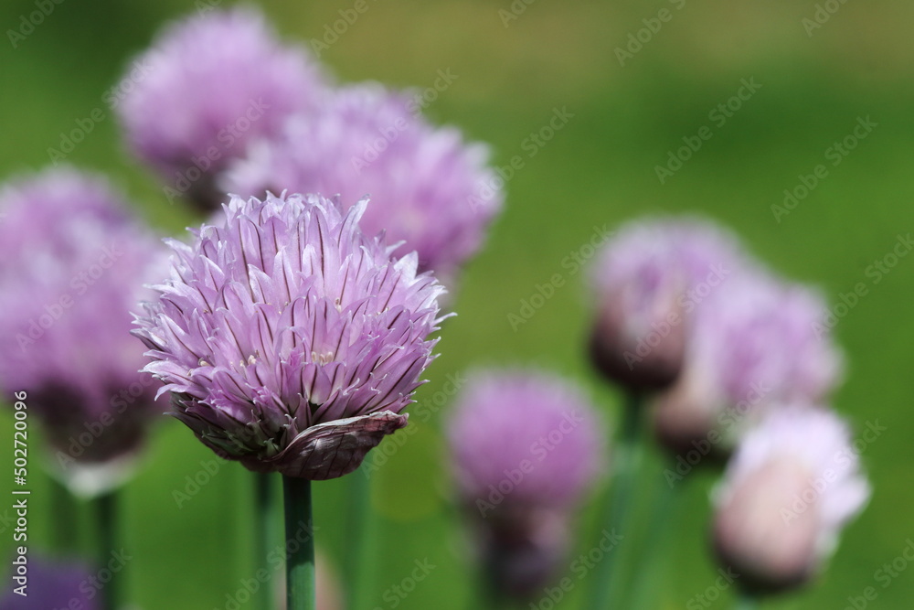 Fototapeta premium Purple Allium (monocotyledonous).