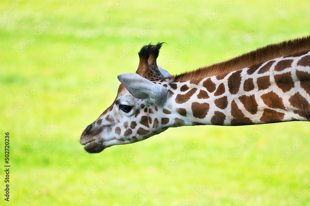 Fototapeta premium Sophie la girafe
