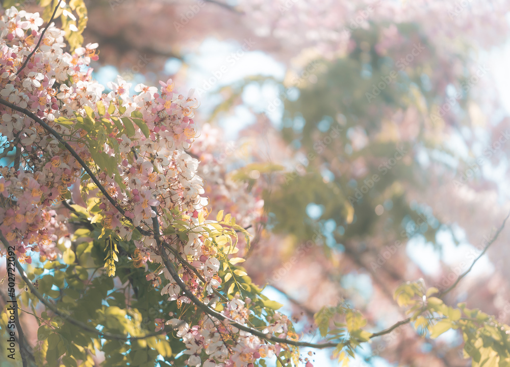 Pink Cassia blossom or Pink and white Shower. Nature Background Pink Cassia blossom or Pink and white Shower. Nature Background