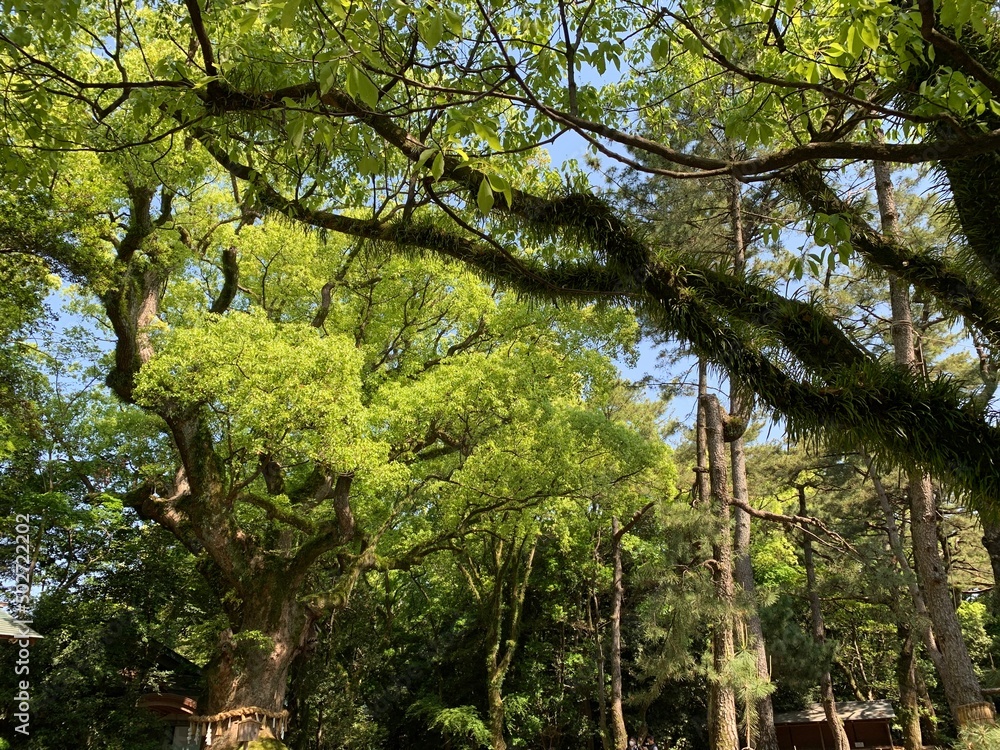 Obraz premium 熱田神宮境内