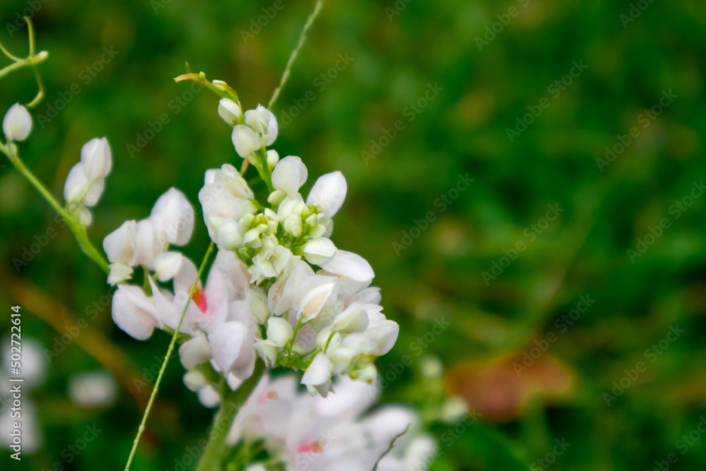Fototapeta premium flowers in the garden