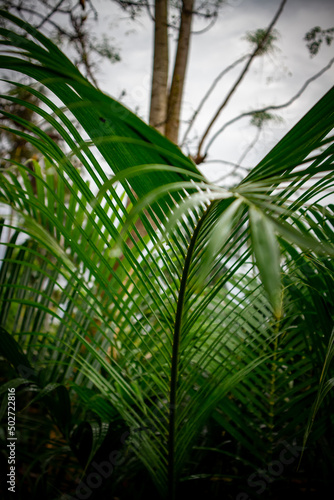 leaves of palm