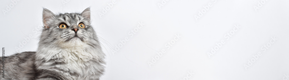 Banner with a fluffy gray cat on a white background. A place to copy Banner with a fluffy gray cat on a white background. A place to copy