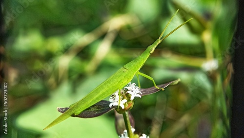 Close-up Leaf grasshopper is observing prey © Goyz